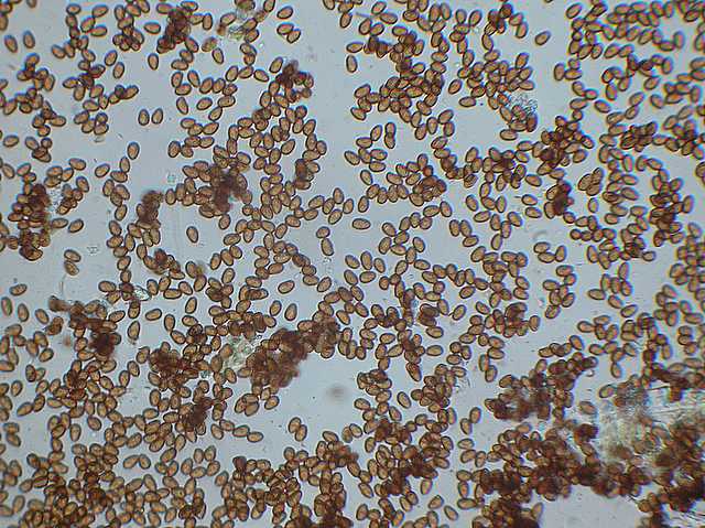 Galerina spec. Cod.DSCN 9112